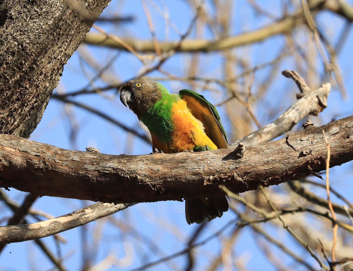 Senegal Parrot - Lefteris Stavrakas