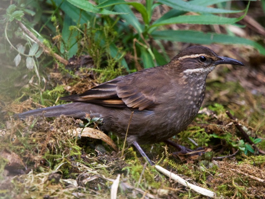 Royal Cinclodes eBird