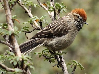  - White-browed Tit-Spinetail