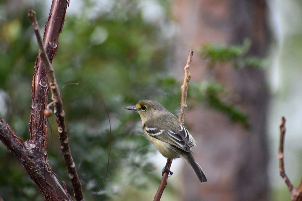 Thick-billed Vireo - ML211454221