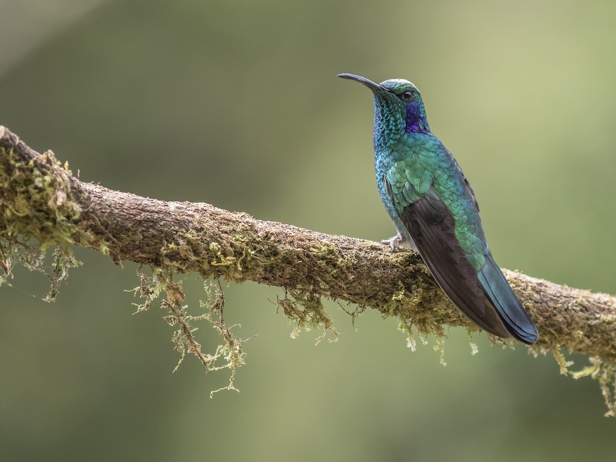 kolibřík modrouchý - ML211454531