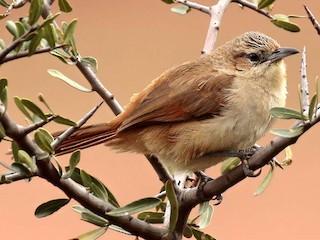  - Streak-fronted Thornbird
