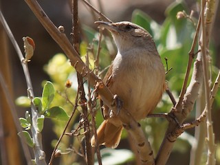  - Streak-fronted Thornbird