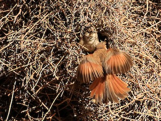  - Streak-fronted Thornbird