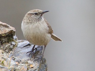  - Streak-throated Canastero