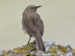  - Streak-throated Canastero