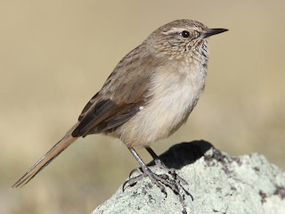  - Streak-throated Canastero