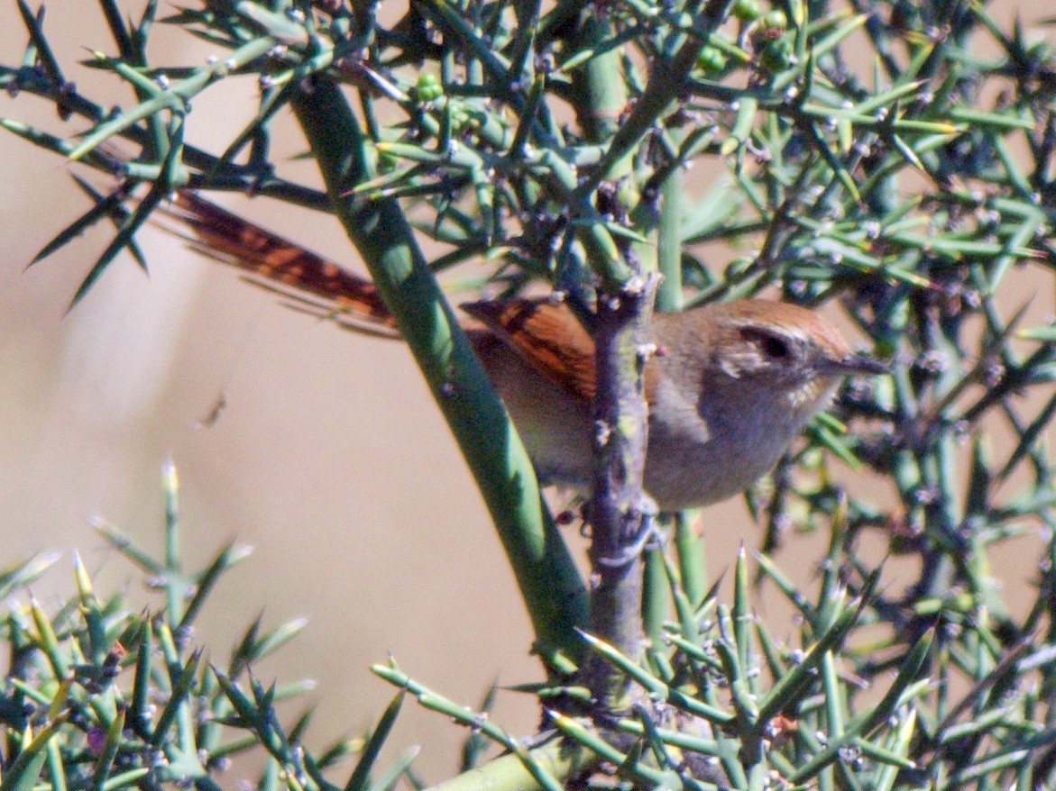 Rusty-fronted Canastero - Cory Gregory