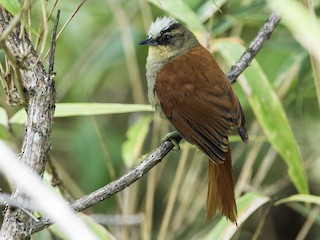 成鳥 (Pale-crowned) - Nick Athanas - ML211457501