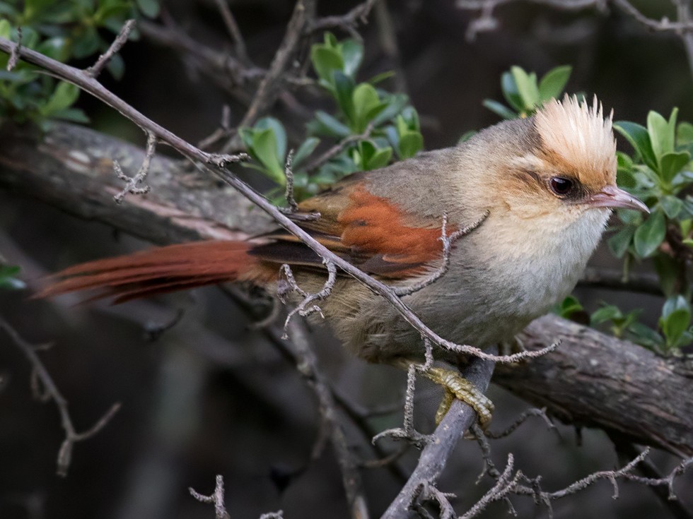 Creamy-crested Spinetail - Lars Petersson