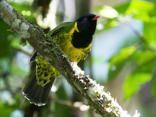 Band-tailed Fruiteater - Pipreola intermedia - Birds of the World