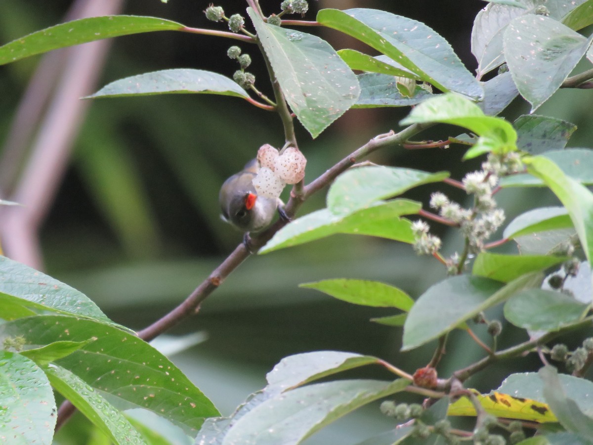 Halmahera Flowerpecker - Simon Thornhill