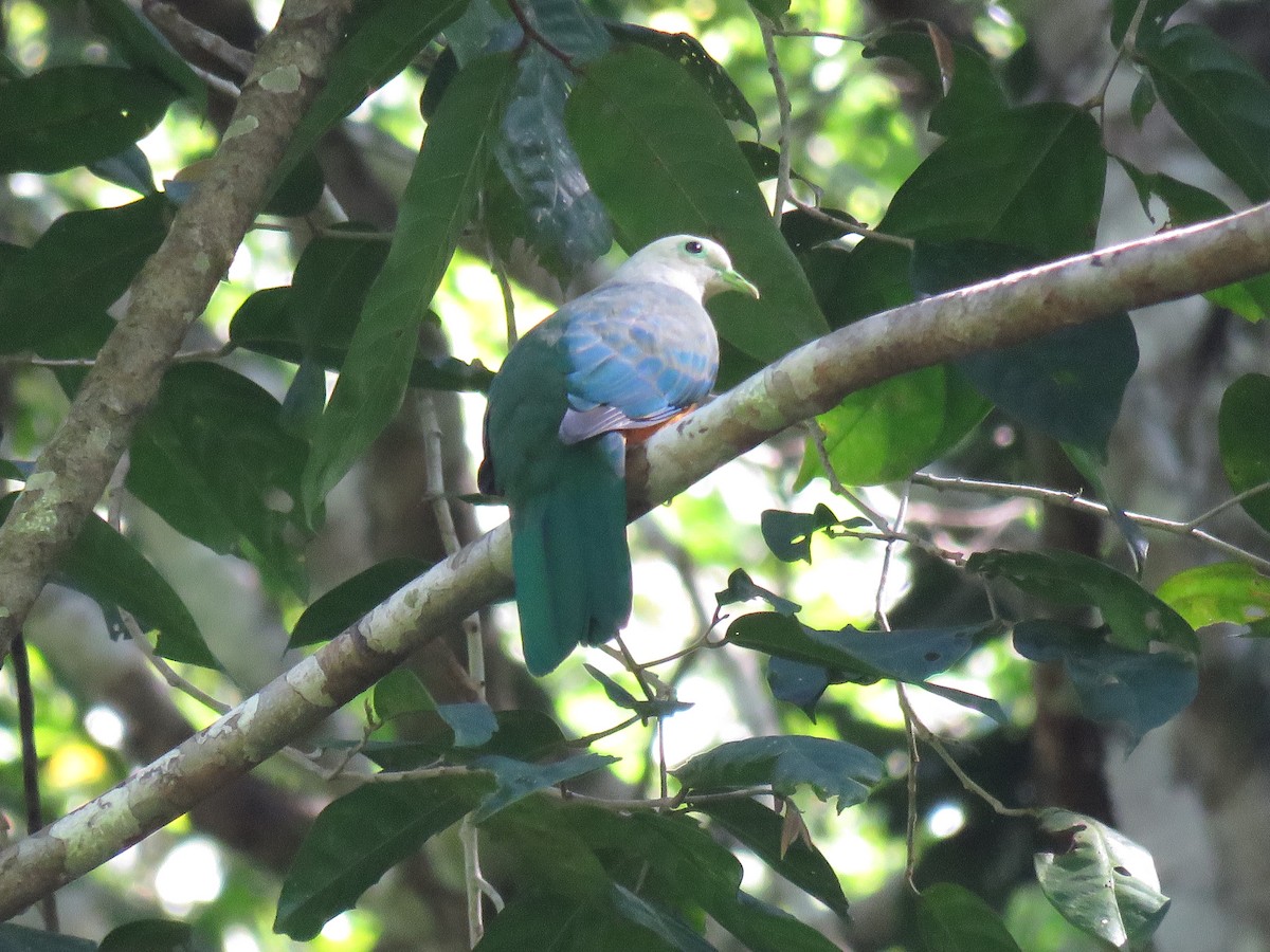 Scarlet-breasted Fruit-Dove - ML211459321