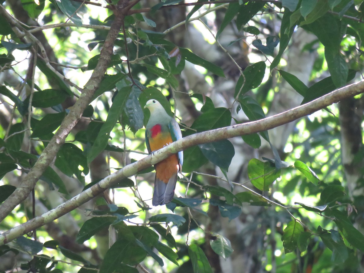 Scarlet-breasted Fruit-Dove - ML211459351