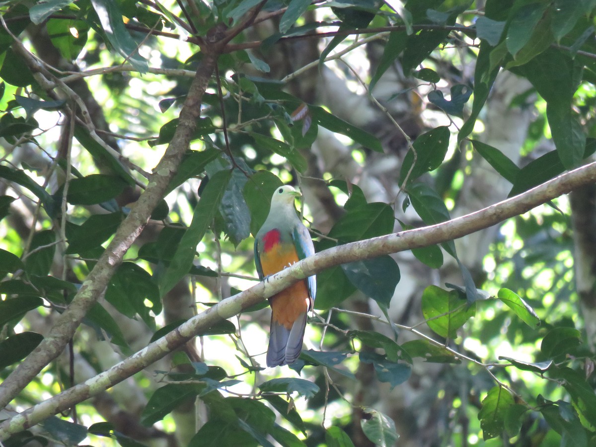 Scarlet-breasted Fruit-Dove - Simon Thornhill