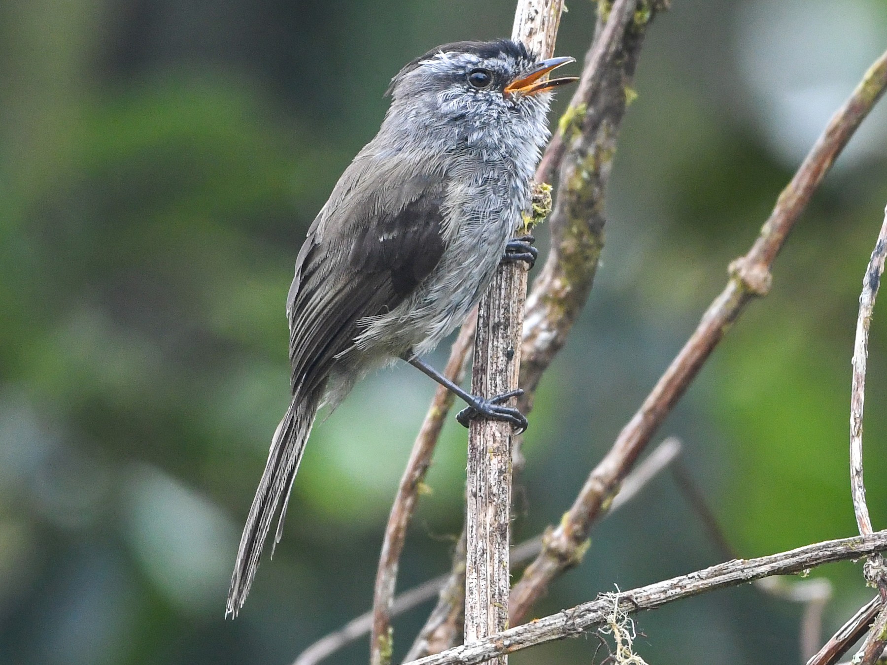 Unstreaked Tit-Tyrant - eBird