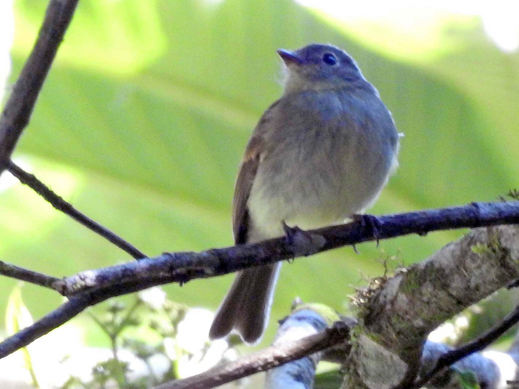 Unadorned Flycatcher - Daniel Lane