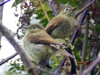  - Unadorned Flycatcher