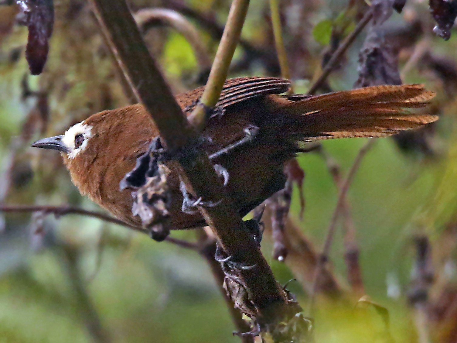 Peruvian Wren - Roger Ahlman