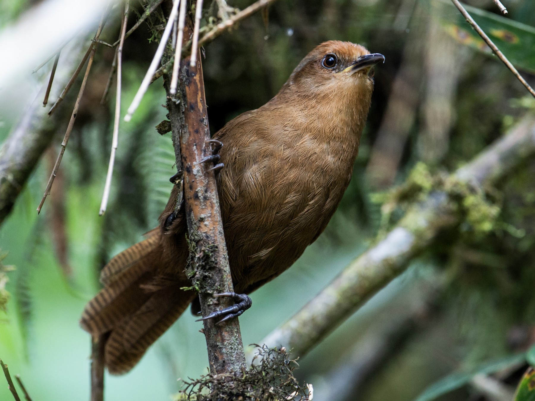 Peruvian Wren - Nick Athanas