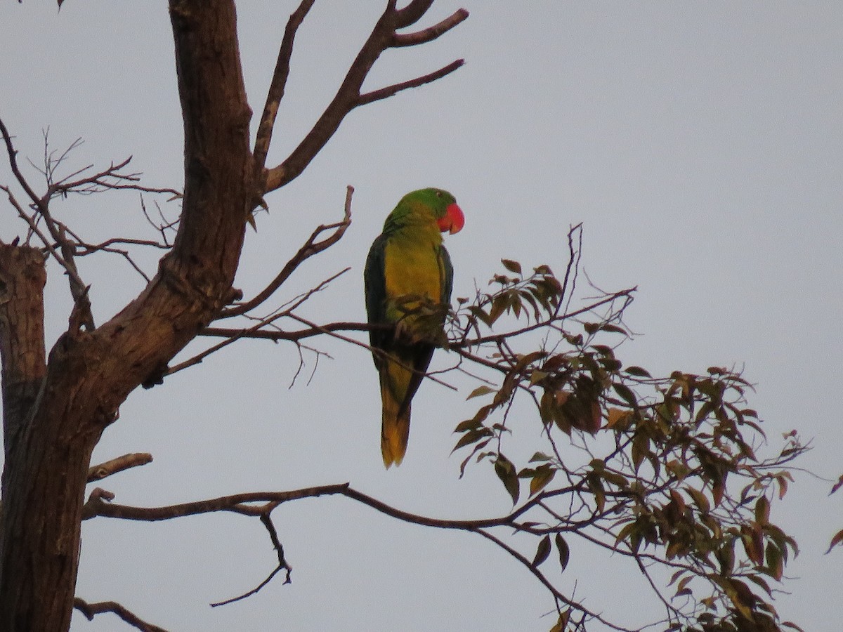 Great-billed Parrot - ML211464191