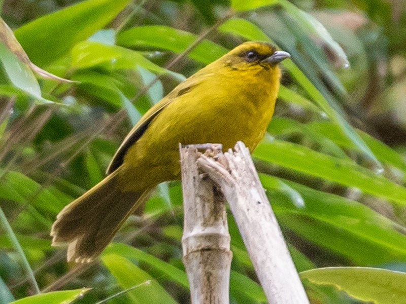 Tangara de Parodi - eBird