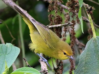 Rust-and-yellow Tanager - eBird