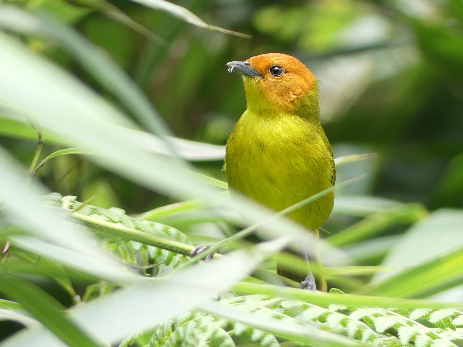 Rust-and-yellow Tanager - Charles Duncan