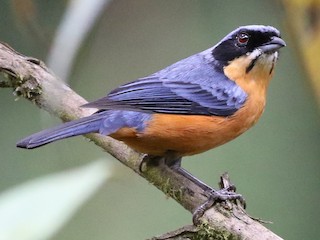  - Chestnut-bellied Mountain Tanager