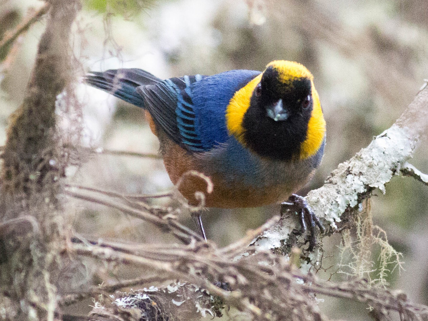 Golden-collared Tanager - Paul Fenwick