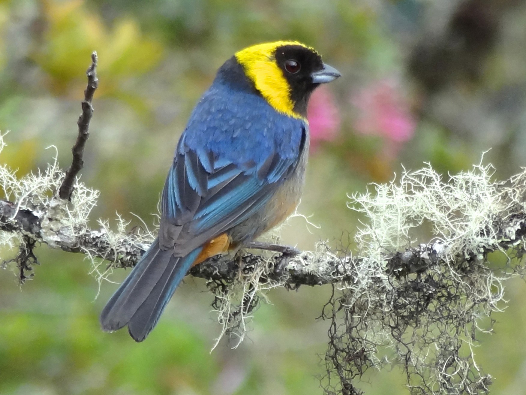 Golden-collared Tanager - Timothy Forrester