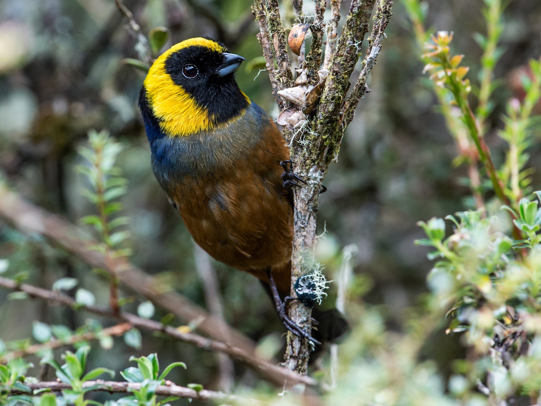 Golden-collared Tanager - Nick Athanas