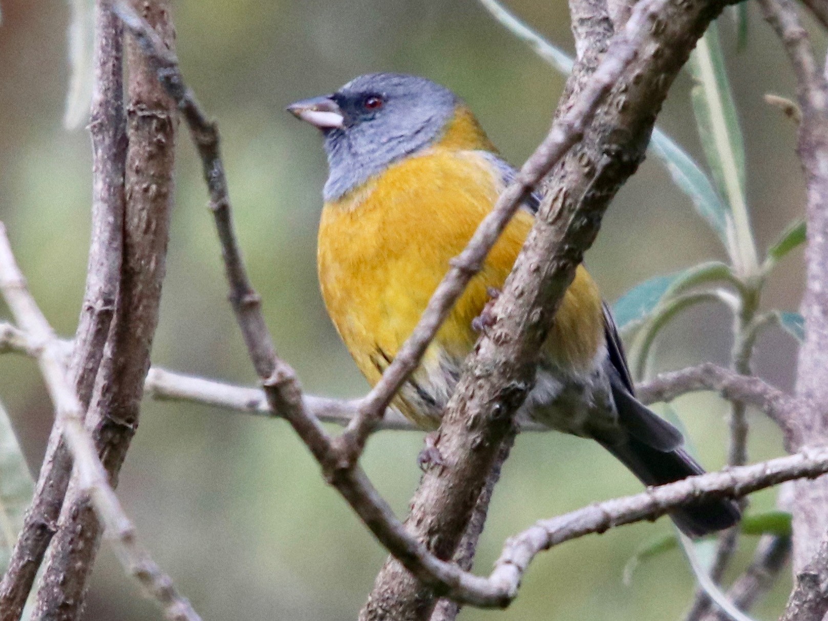 Peruvian Sierra Finch - Daniel S.