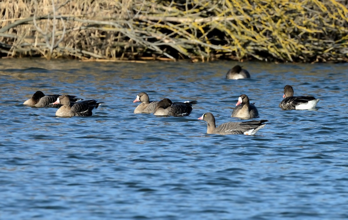Lesser White-fronted Goose - ML211468871
