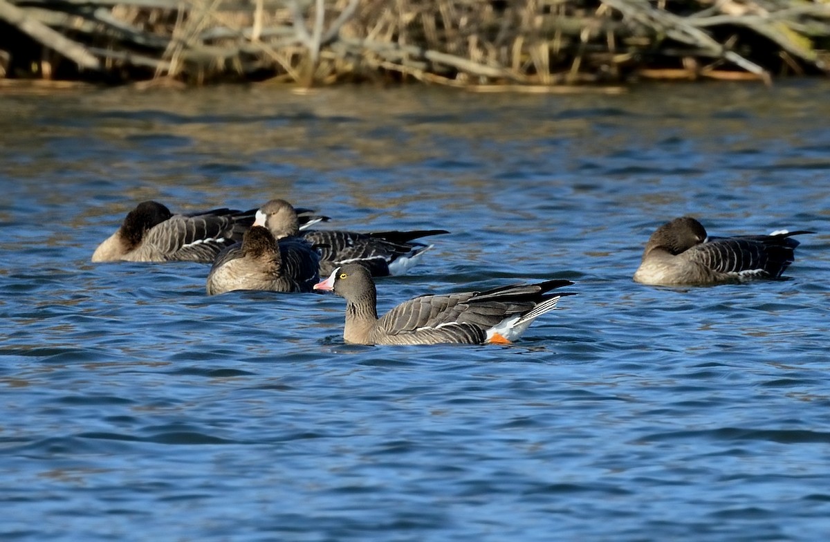 Lesser White-fronted Goose - ML211468971