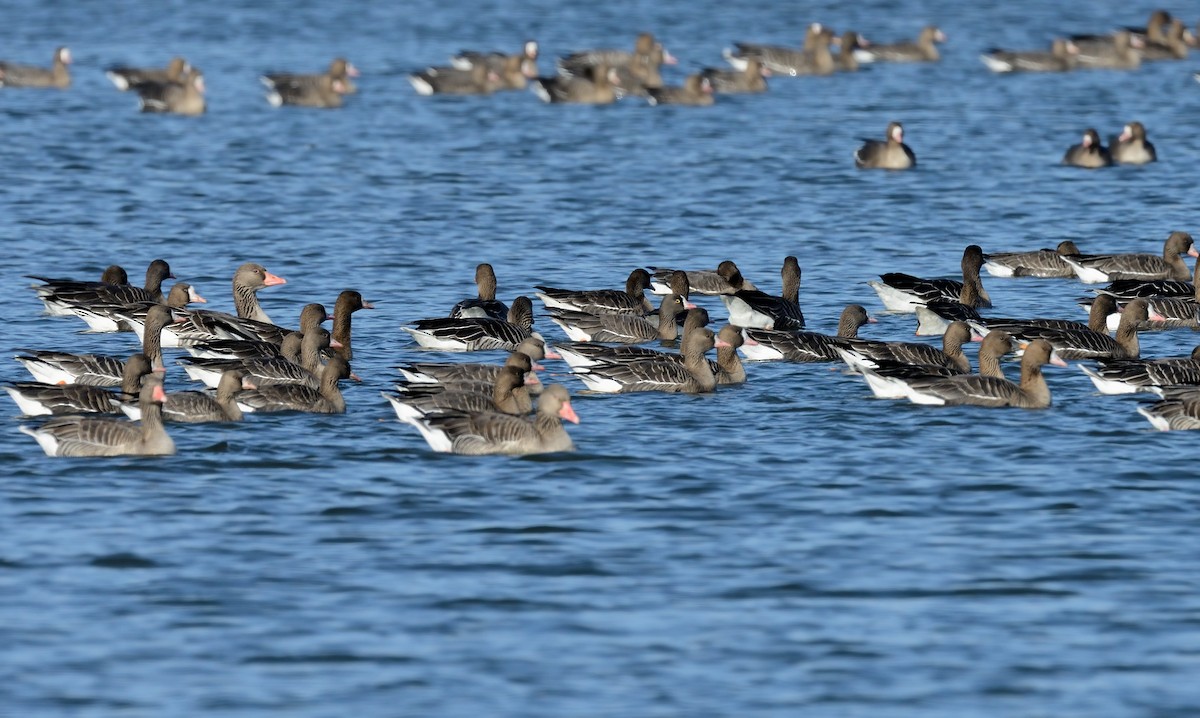 Lesser White-fronted Goose - ML211469071