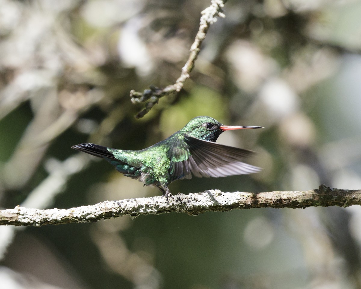 kolibřík lesklobřichý - ML211470741