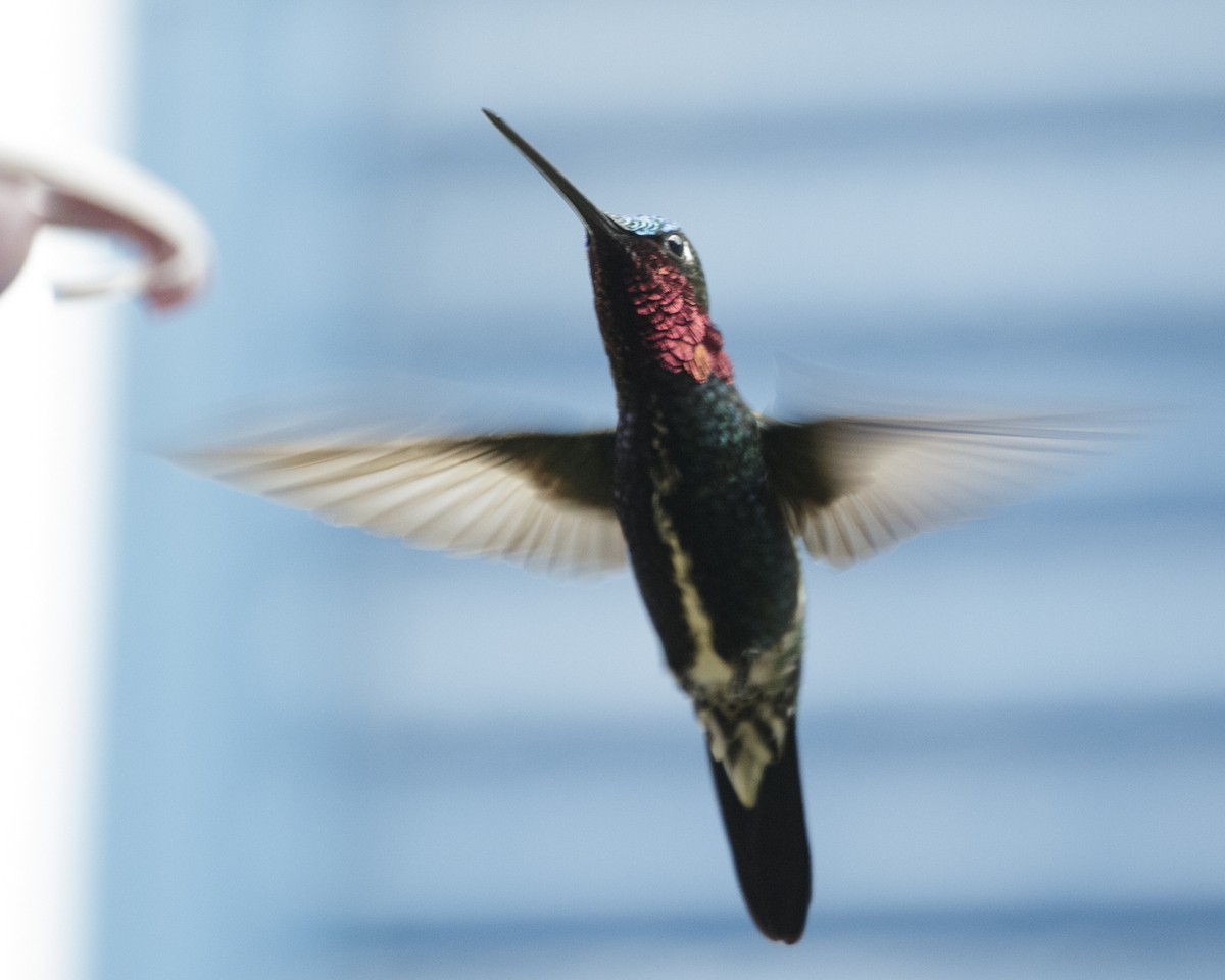 kolibřík fialovolímcový - ML211470771