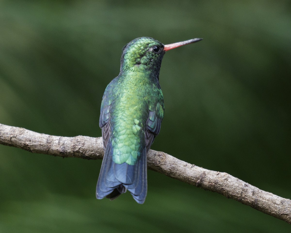 kolibřík lesklobřichý - ML211471011