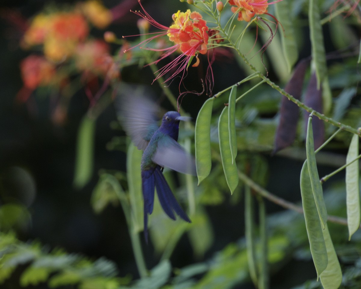 Swallow-tailed Hummingbird - ML211471101