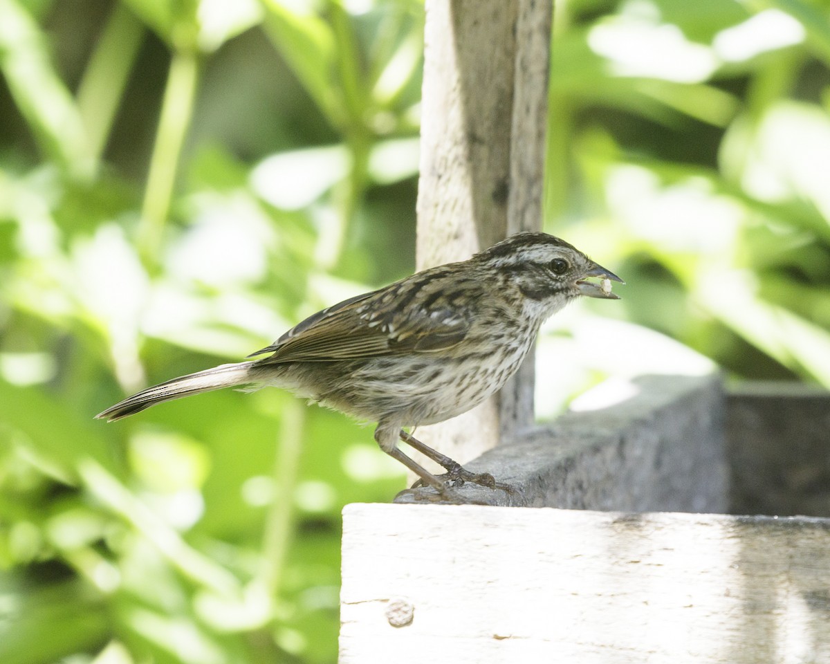 Rufous-collared Sparrow - ML211471201