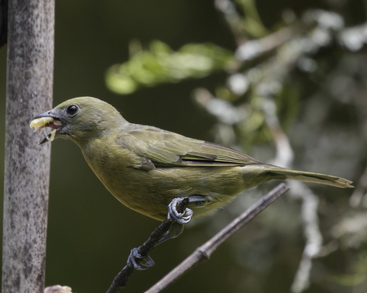 Palm Tanager - ML211471211