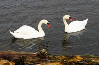 Mute Swan, ML21147181