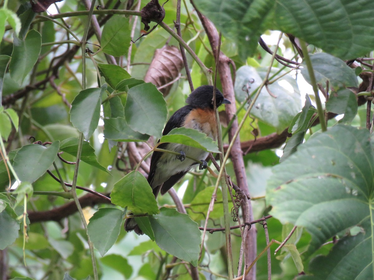 Чернолобый монарх (bimaculatus) - ML211473671