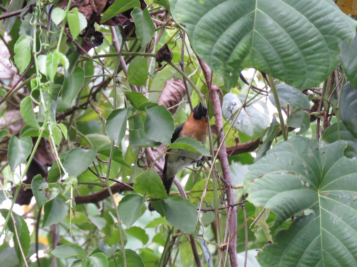 Spectacled Monarch (Halmahera) - ML211473741