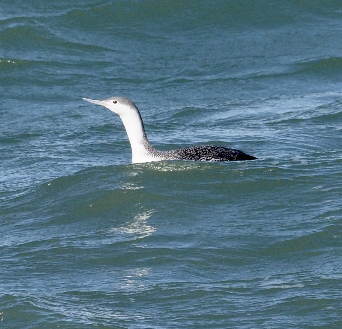 Red-throated Loon - ML211479811