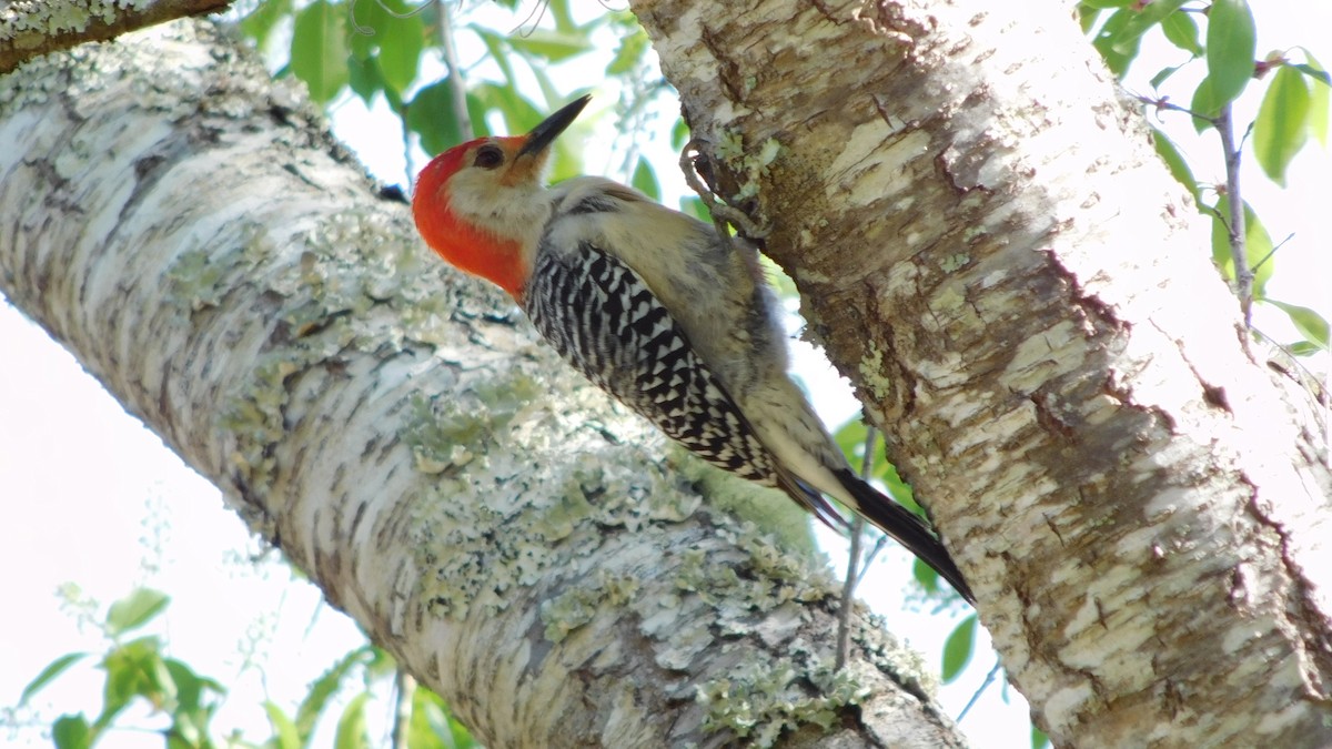 Red-bellied Woodpecker - John  Paalvast
