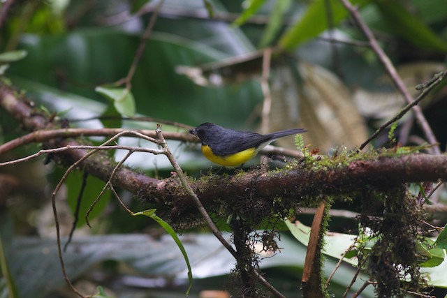 Bird in its habitat; Roraima, Brazil. - Slate-throated Redstart - 
