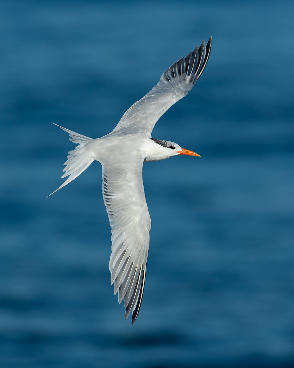 Royal Tern - Dorian Anderson