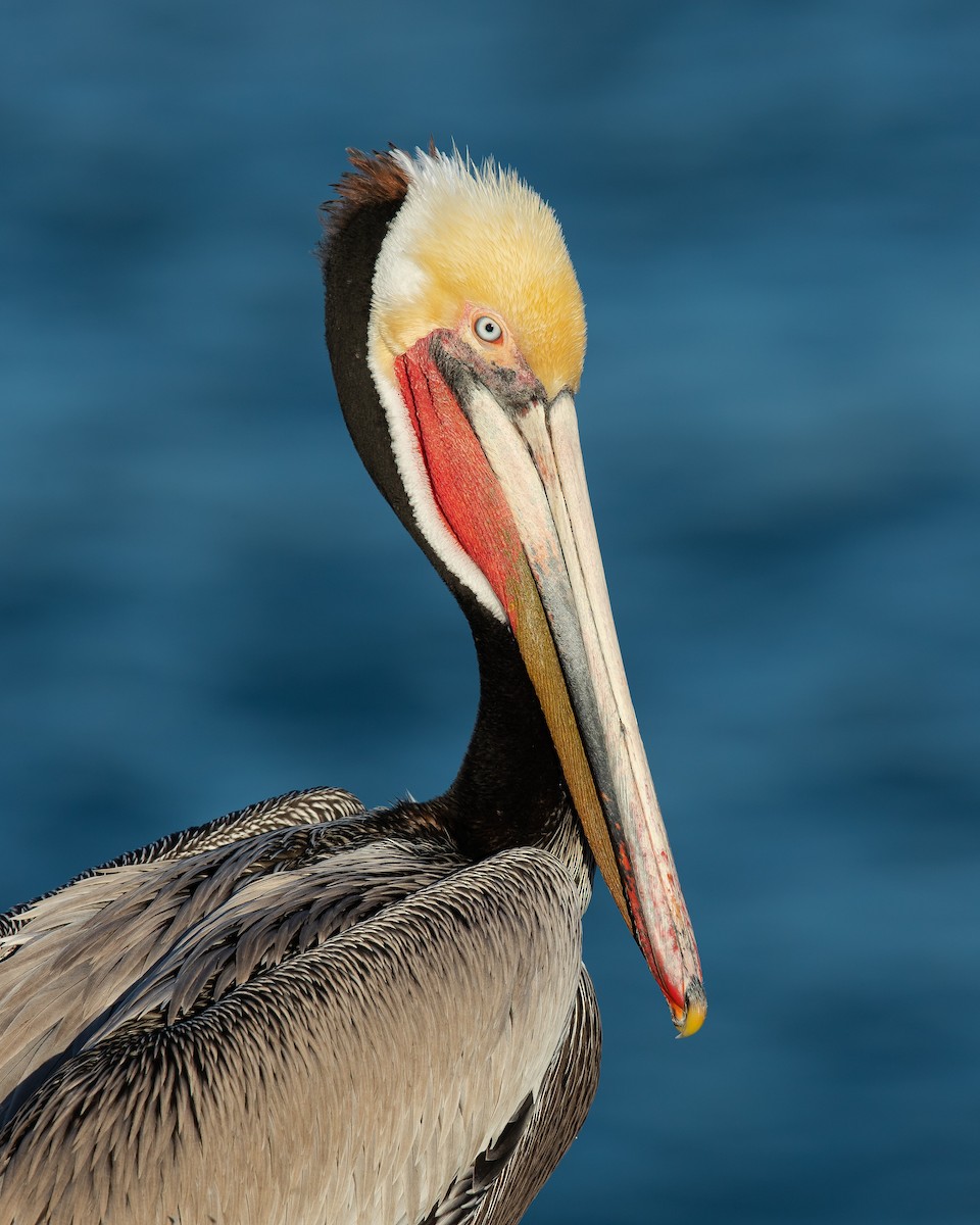 pelikán hnědý - ML211499751